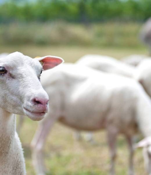 Fattoria-Didattica-2048x1154